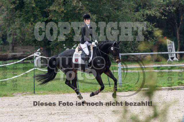 Goldene Schärpe 2020 - Pferde