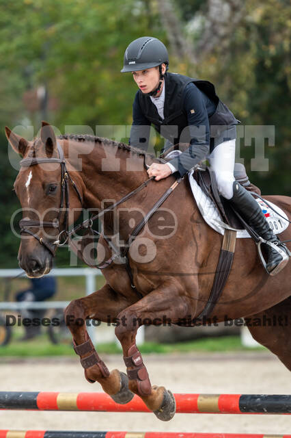 Goldene Schärpe 2020 - Pferde