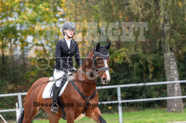 Goldene Schärpe 2020 - Pferde