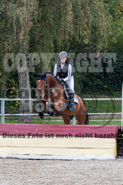 Goldene Schärpe 2020 - Pferde