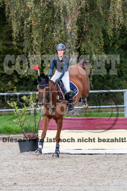 Goldene Schärpe 2020 - Pferde