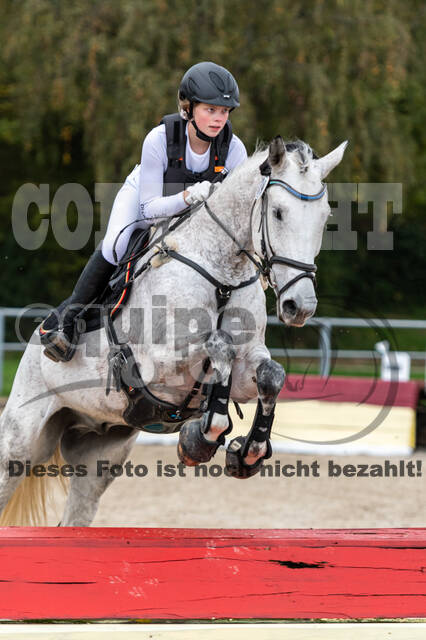 Goldene Schärpe 2020 - Pferde