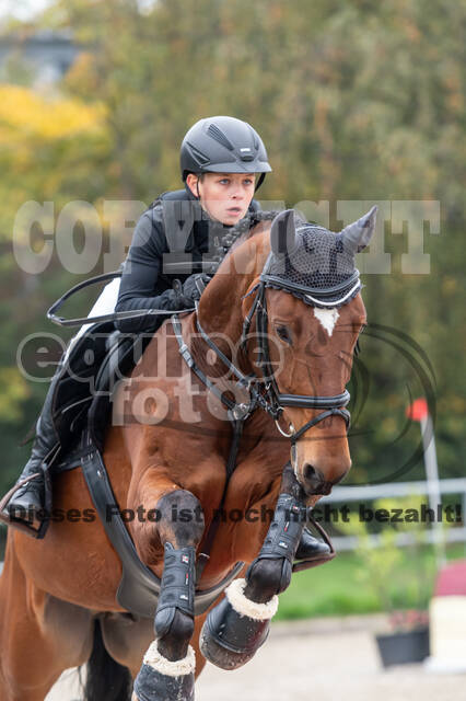 Goldene Schärpe 2020 - Pferde