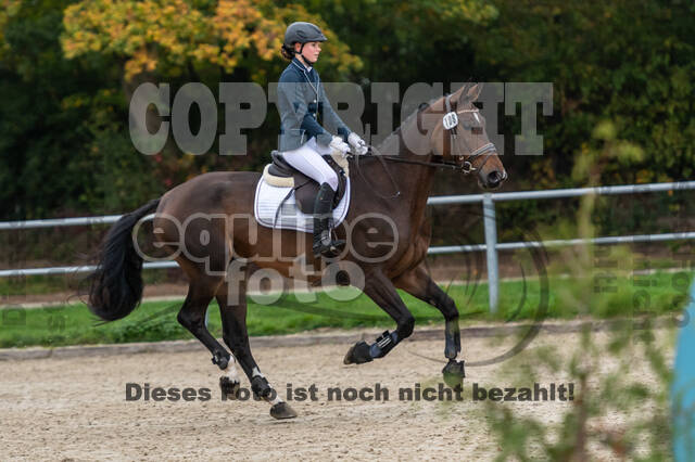 Goldene Schärpe 2020 - Pferde