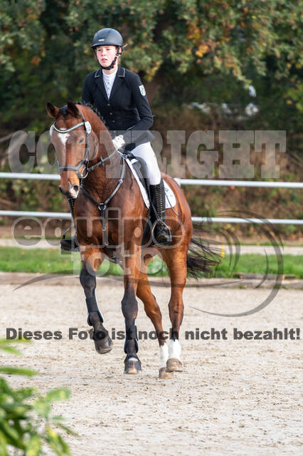 Goldene Schärpe 2020 - Pferde