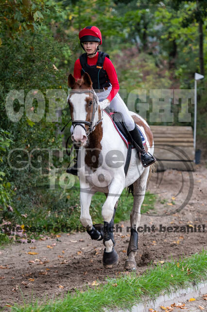 Goldene Schärpe 2020 - Pferde