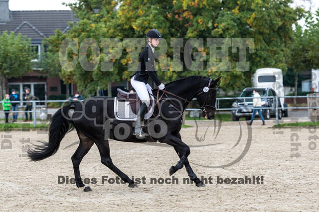 Goldene Schärpe 2020 - Pferde