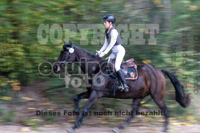 Goldene Schärpe 2020 - Pferde