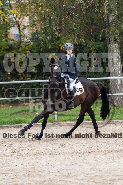 Goldene Schärpe 2020 - Pferde