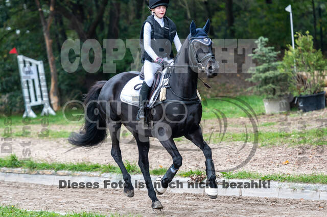 Goldene Schärpe 2020 - Pferde