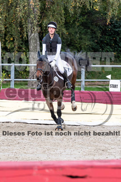 Goldene Schärpe 2020 - Pferde