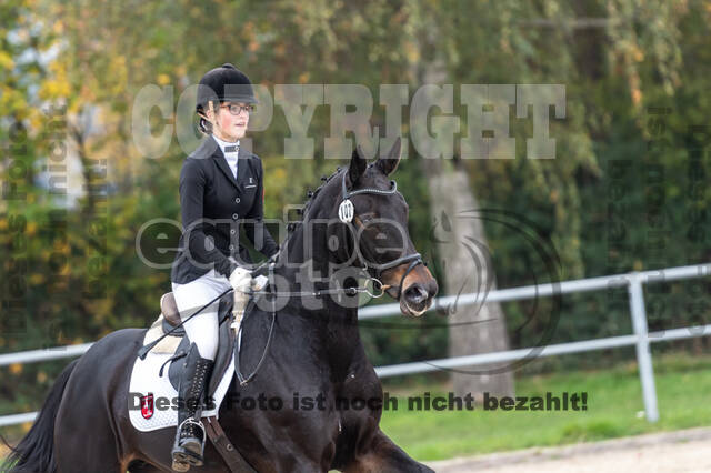 Goldene Schärpe 2020 - Pferde