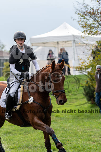 Goldene Schärpe 2020 - Pferde