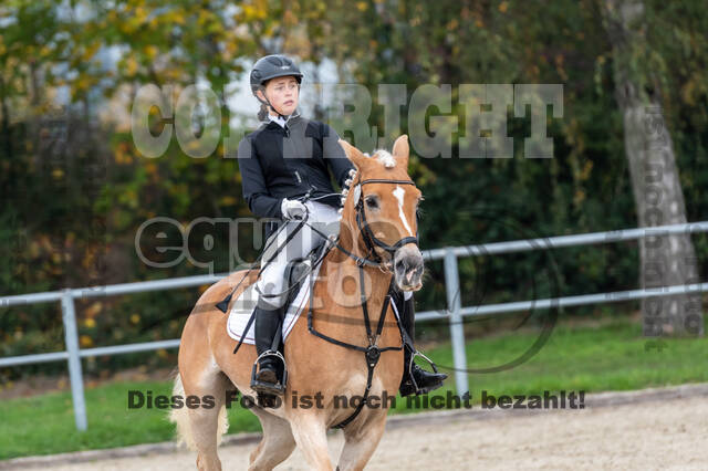 Goldene Schärpe 2020 - Pferde