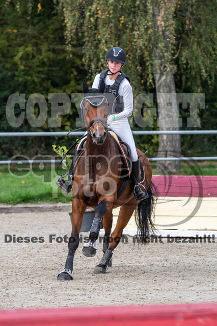 Goldene Schärpe 2020 - Pferde