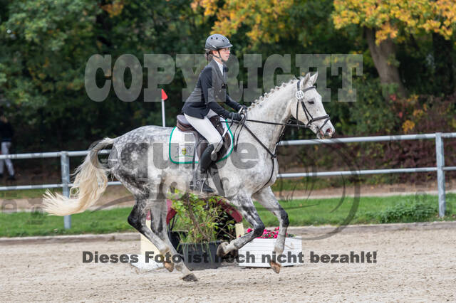 Goldene Schärpe 2020 - Pferde