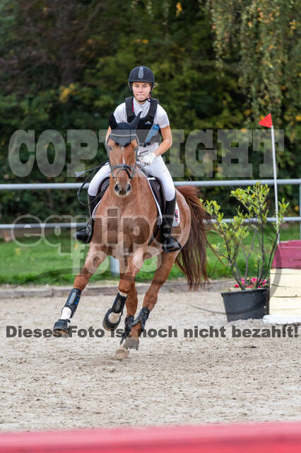 Goldene Schärpe 2020 - Pferde