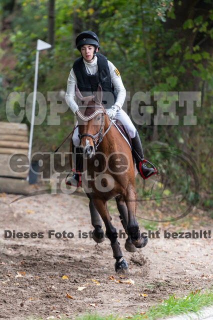 Goldene Schärpe 2020 - Pferde