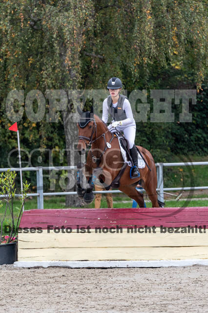 Goldene Schärpe 2020 - Pferde