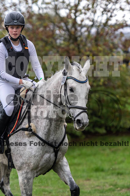 Goldene Schärpe 2020 - Pferde