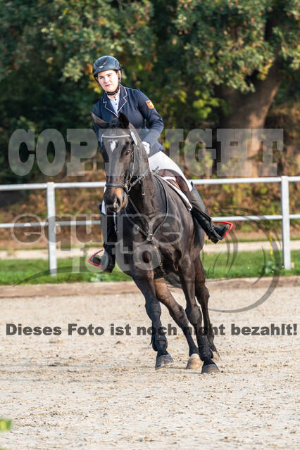 Goldene Schärpe 2020 - Pferde