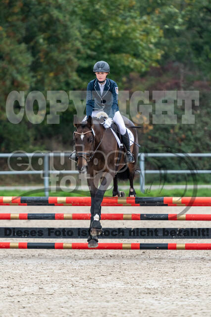 Goldene Schärpe 2020 - Pferde