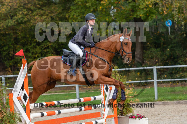 Goldene Schärpe 2020 - Pferde