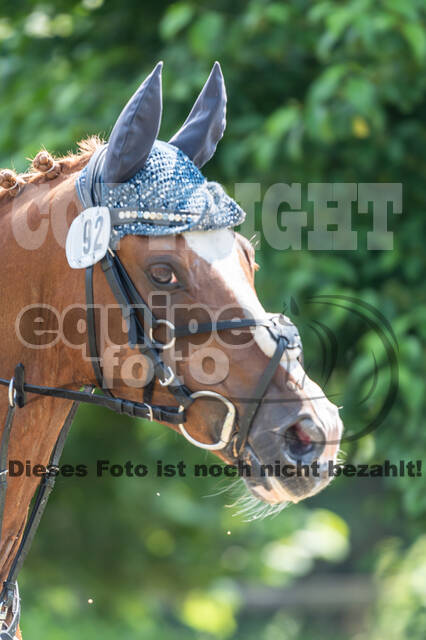 Goldene Schärpe 2021 - Ponys