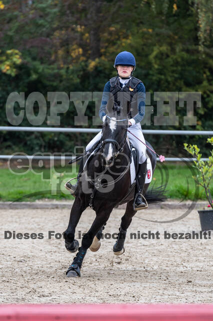 Goldene Schärpe 2020 - Pferde