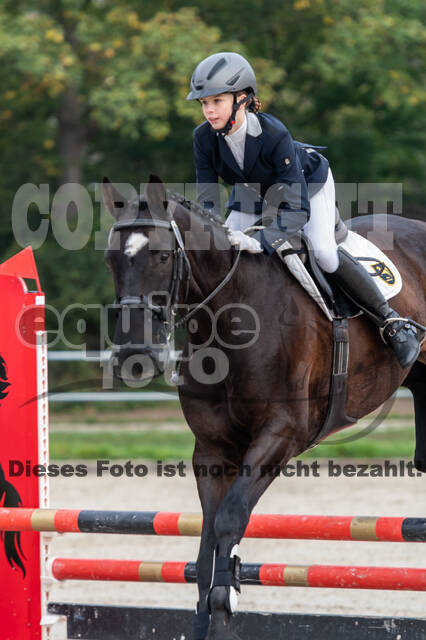 Goldene Schärpe 2020 - Pferde