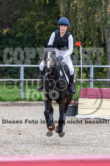 Goldene Schärpe 2020 - Pferde