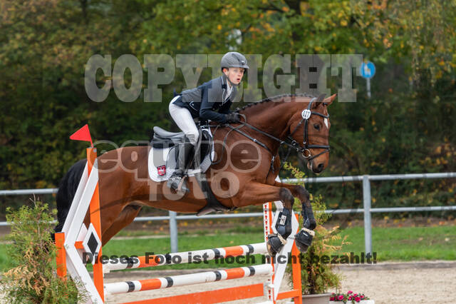 Goldene Schärpe 2020 - Pferde