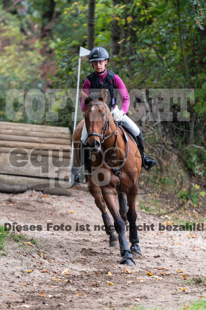 Goldene Schärpe 2020 - Pferde