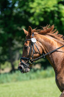 Westerstede Horse Trials 2021
