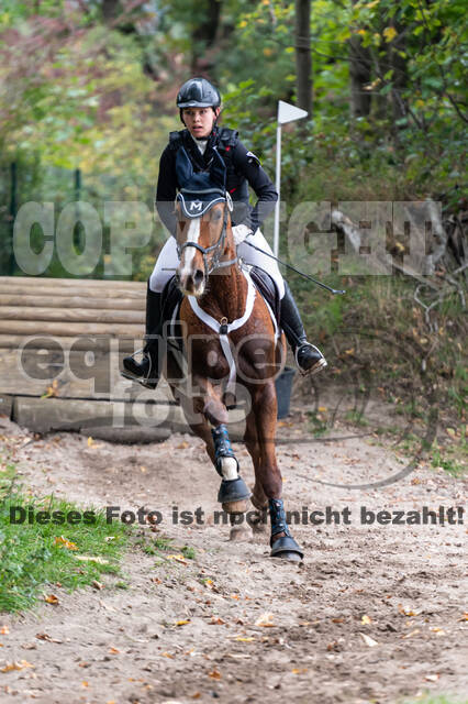 Goldene Schärpe 2020 - Pferde