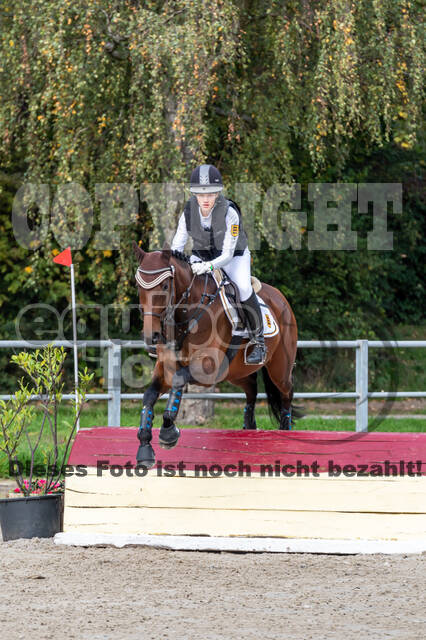 Goldene Schärpe 2020 - Pferde