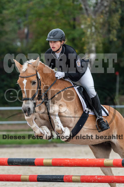 Goldene Schärpe 2020 - Pferde