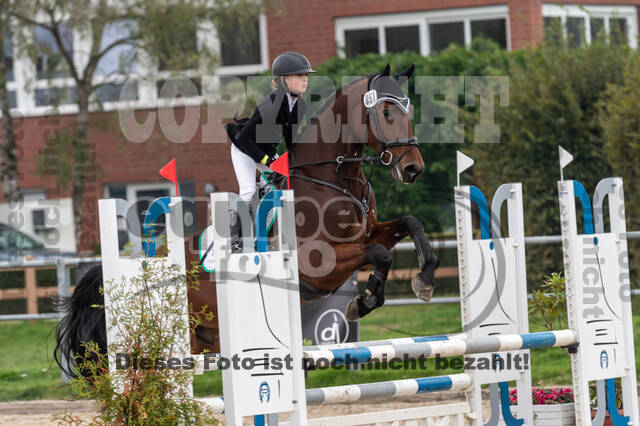 Goldene Schärpe 2020 - Pferde