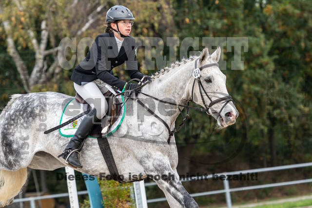 Goldene Schärpe 2020 - Pferde