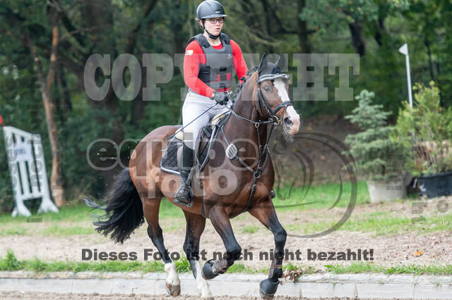 Goldene Schärpe 2020 - Pferde