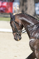 FEI European Championship
