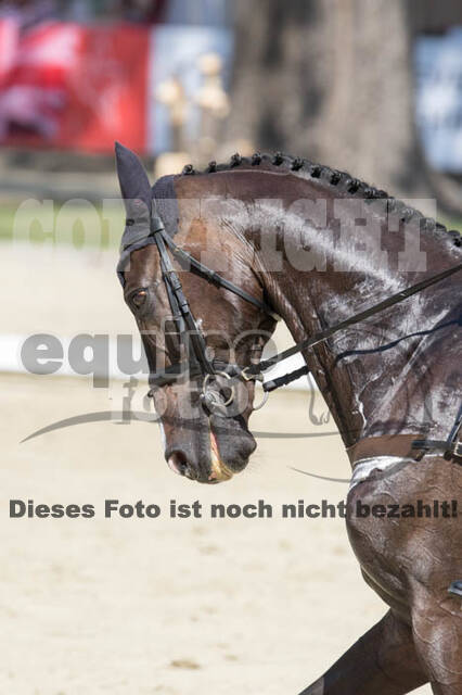 FEI European Championship