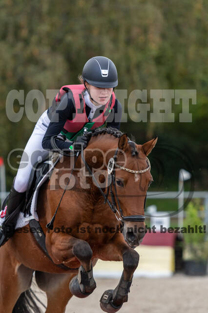 Goldene Schärpe 2020 - Pferde