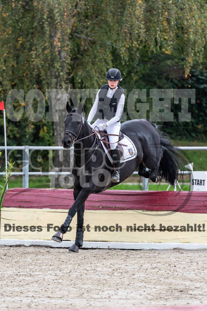 Goldene Schärpe 2020 - Pferde