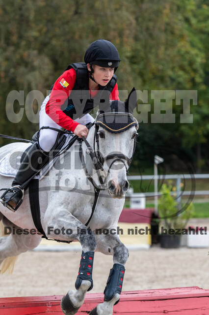 Goldene Schärpe 2020 - Pferde