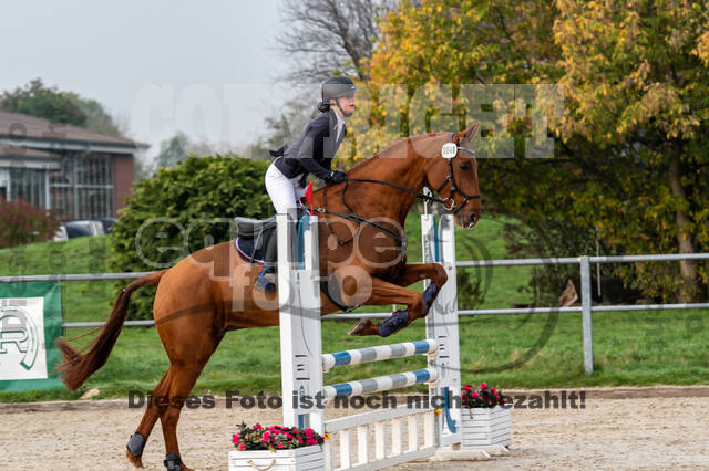 Goldene Schärpe 2020 - Pferde