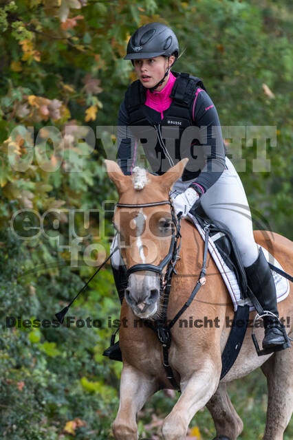 Goldene Schärpe 2020 - Pferde