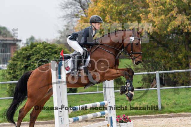 Goldene Schärpe 2020 - Pferde