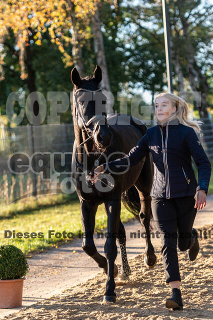 Deutsche Meisterschaft Vielseitigkeit (Luhmühlen)