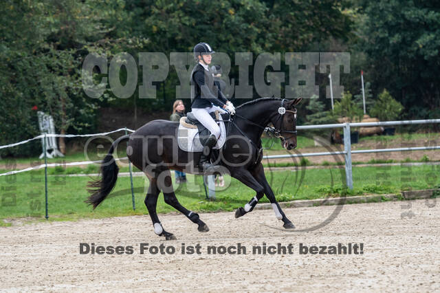 Goldene Schärpe 2020 - Pferde